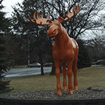 Why is this moose orange? Why is there a moose?